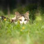 Lucie à l'affût