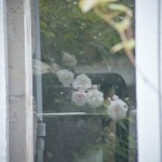 reflet surprise