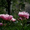 pivoines anciennes