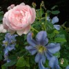 Cepter d'Isle rose anglaise