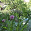 côté potager