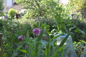 cote-potager