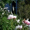 pivoines