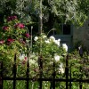 roses à foison