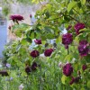 roses pourpres anciennes