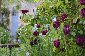 roses-pourpres-anciennes