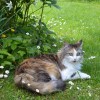 lucie